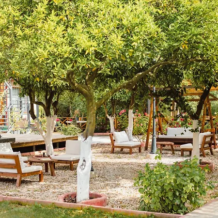 Orange Garden *